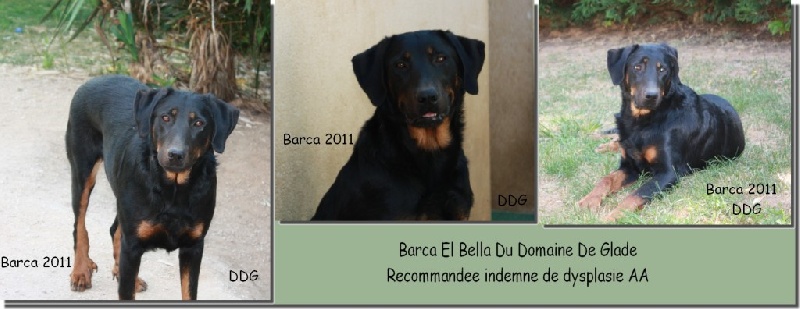 Barça el bella du Domaine de Glade