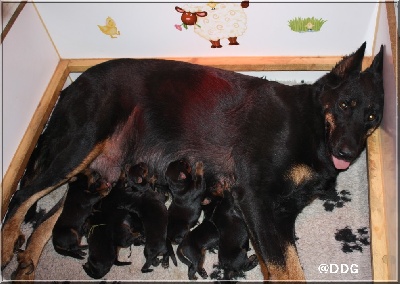 du Domaine de Glade - Maman et ses bb. Vue générale