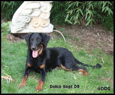 du Domaine de Glade - Bon anniversaire Dolce !!!