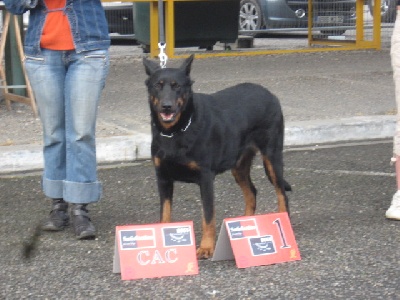 du Domaine de Glade - Les supers résultats du Week end !!! CACIB et CACS des 2 jours