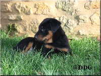 CHIOT réservé ou à réserver. Collier Bleu