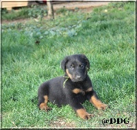 CHIOT réservé ou à réserver Collier Vert Clair