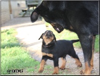 CHIOT réservé ou à réserver Collier Marron