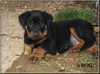 CHIOT réservé ou à réserver. Collier vert foncé