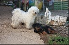 CHIOT réservé ou à réserver. Collier vert foncé