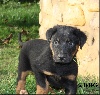 CHIOT réservé ou à réserver Collier Vert Clair