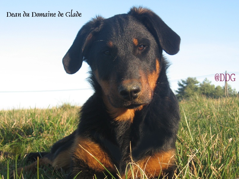 Dean du Domaine de Glade