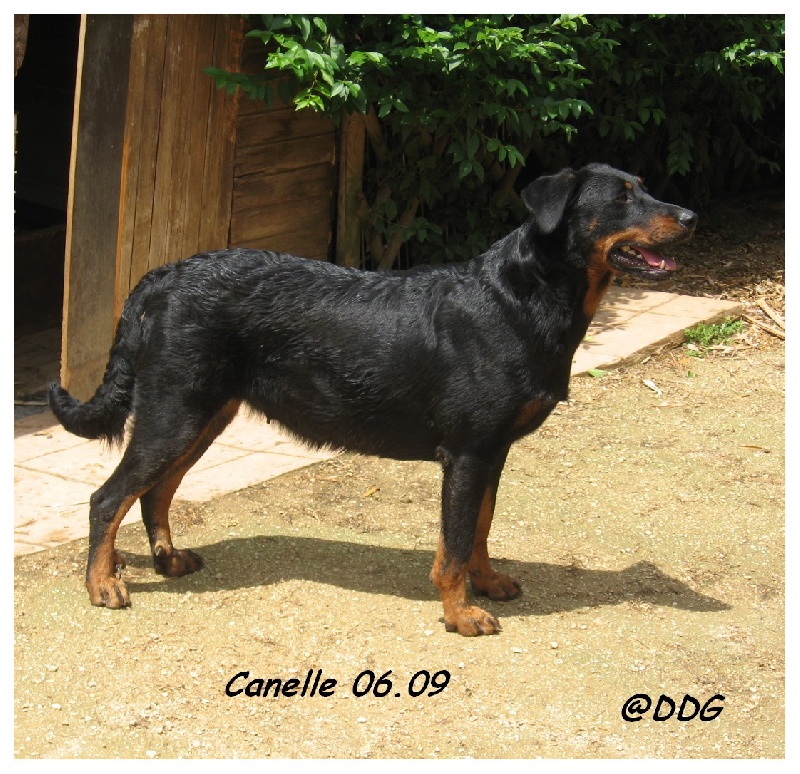 Canelle d'voiselle du Domaine de Glade