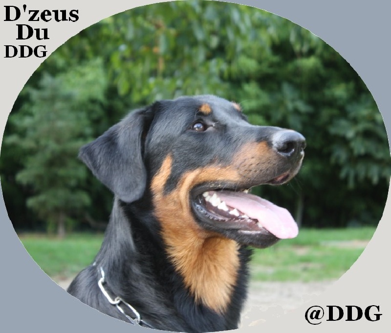 D'zeus du Domaine de Glade