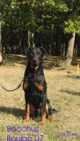 Bacchus du Domaine de Glade