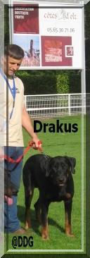 Drakkus d'Violette du Domaine de Glade