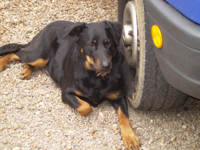 Cigale en jade du Domaine de Glade