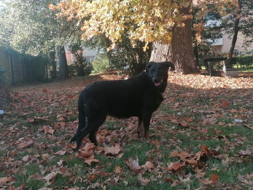 Girl du Domaine de Glade