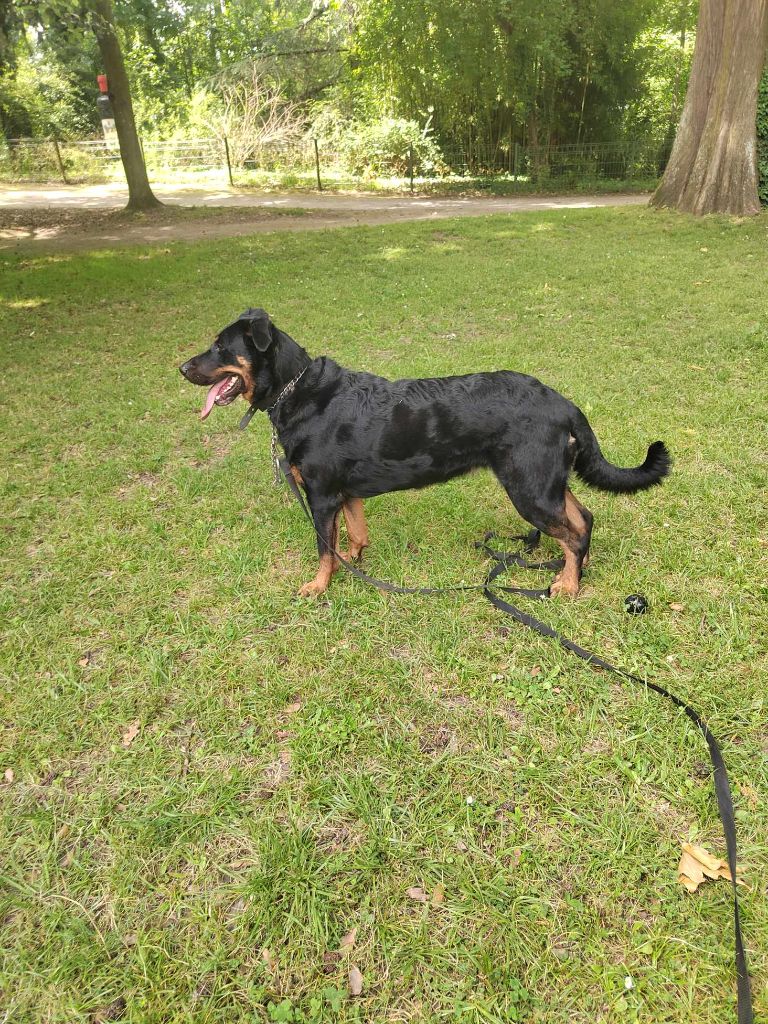 Journée beauceronne saint André de cubzac 23.6.24